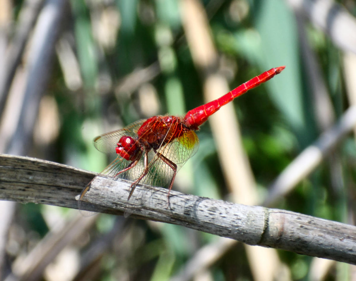 libellula da identificare